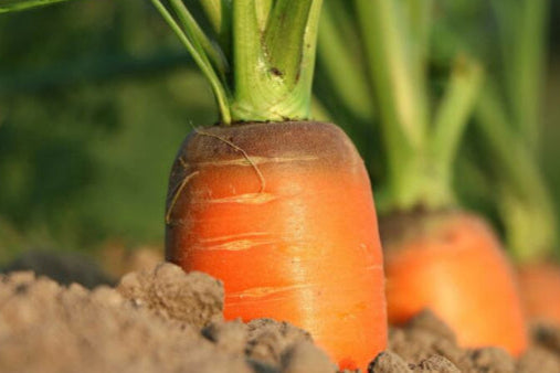Gulerødder i egen køkkenhave