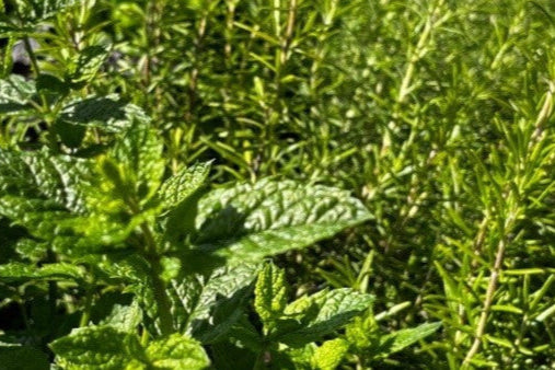 Krydderurter i haven