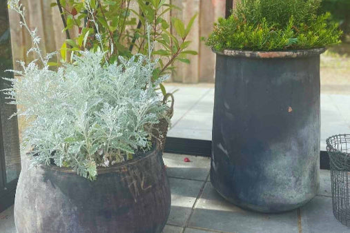 guides til at plante i krukker