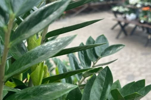 Grøn stueplante fra Hobby Haven