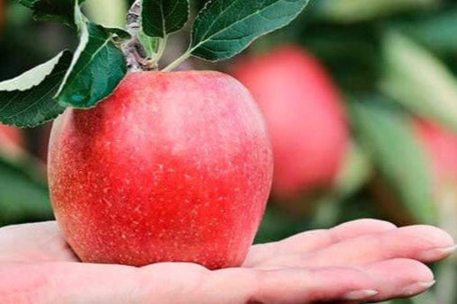 Æble fra eget æbletræ