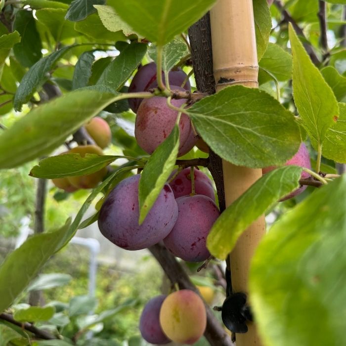 Blommetræ, Prunus Domestica 'Opal'