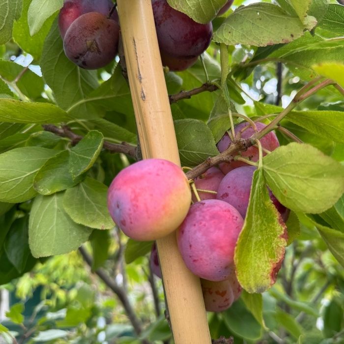 Blommetræ, Prunus Domestica 'Opal'