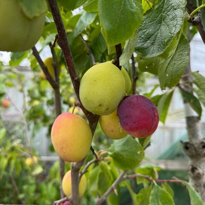 Blommetræ, Jubilæum