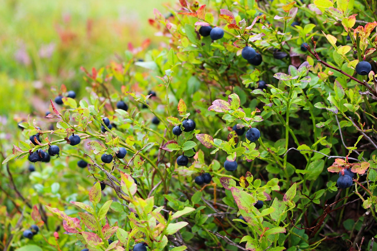 Blåbærbusk, VACCINIUM myrtilus, velegnet til haven.