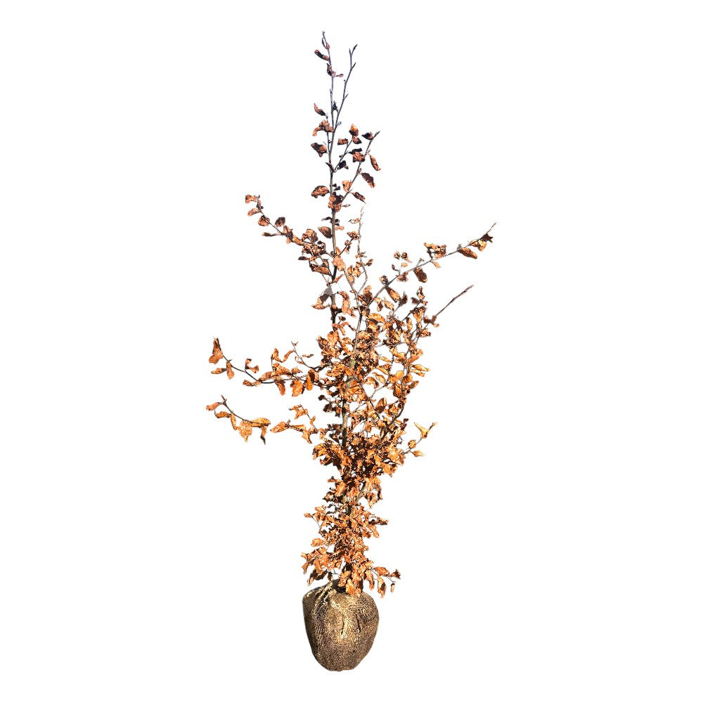 Fagus sylvatica 150-175 CM RB