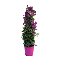 Stueplanter til direkte sol