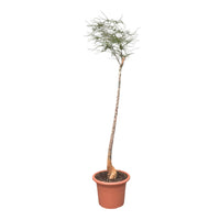 Store stueplanter