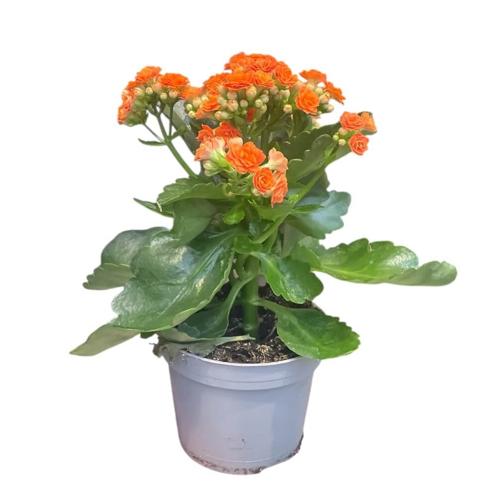 KALANCHOE BLOS. 'CALANDIVA'