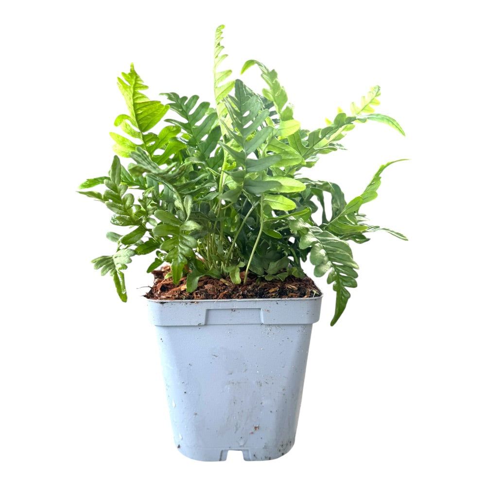 Engelsød (Polypodium vulgare) – 1 L potte