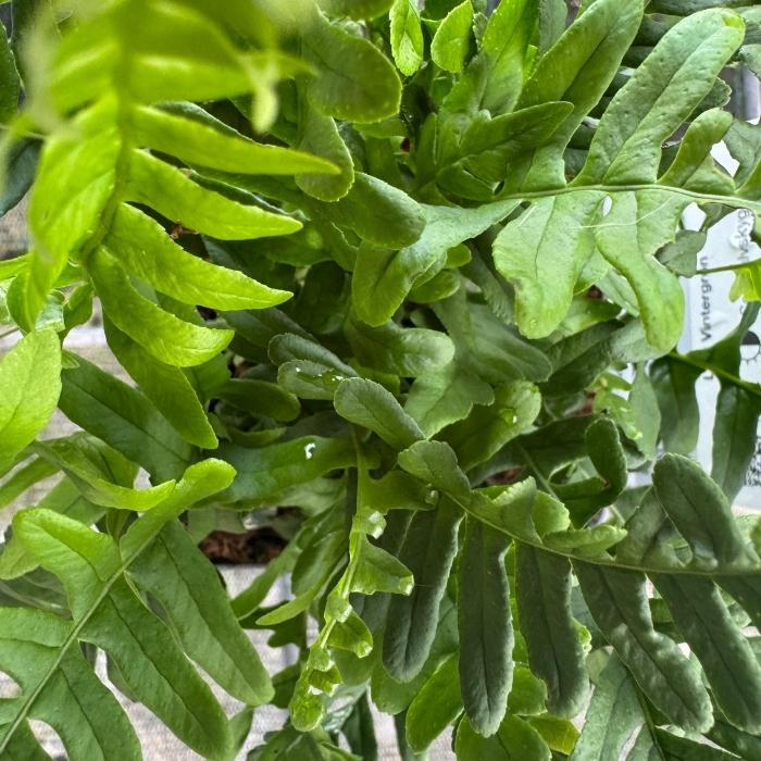 Engelsød (Polypodium vulgare)