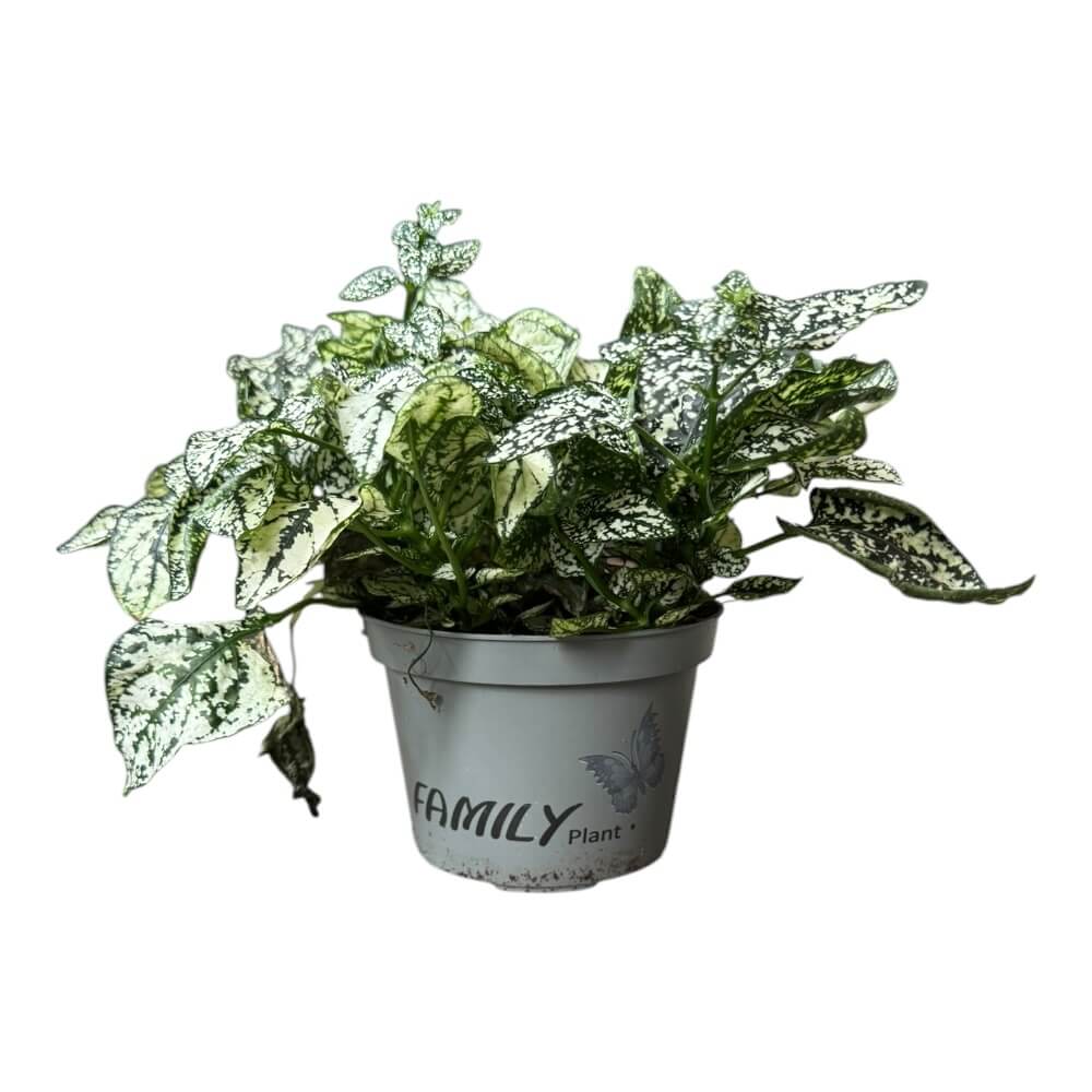 Fregnefjæs 'Carmin' (Hypoestes phyllos. 'Carmin'), 11 cm potte