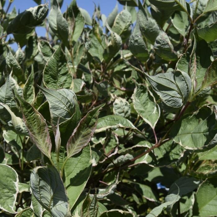 Broget Kornel, Cornus Alba Miracle