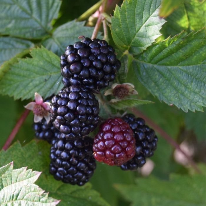Tornfri brombær, Rubus fruticosus ´Thornfree´