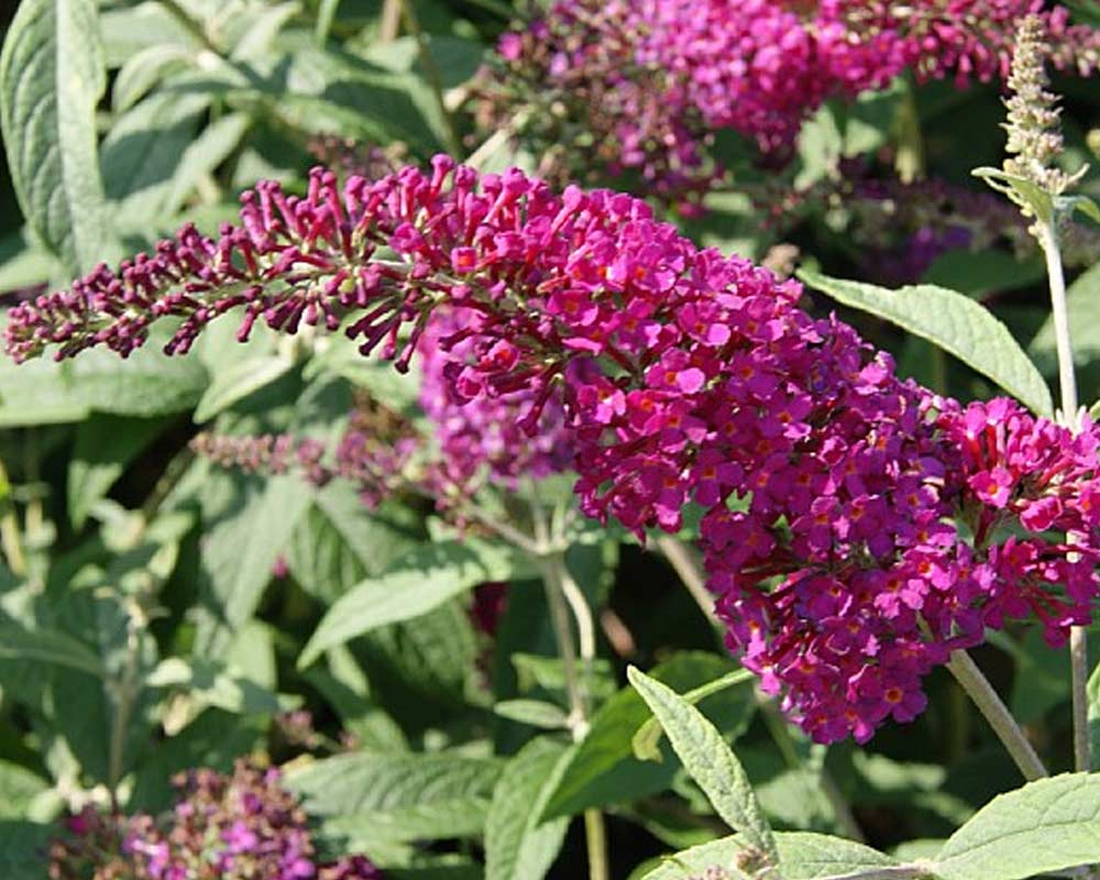Sommerfuglebusk Buddleja X Miss Ruby® i 5 L potte.