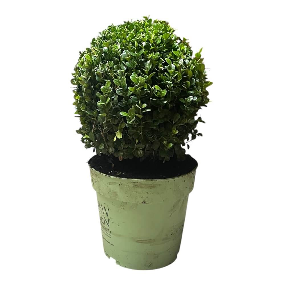 Buksbom, Buxus 'Newgen Freedom' i 5L potte - Højde 25-30 CM
