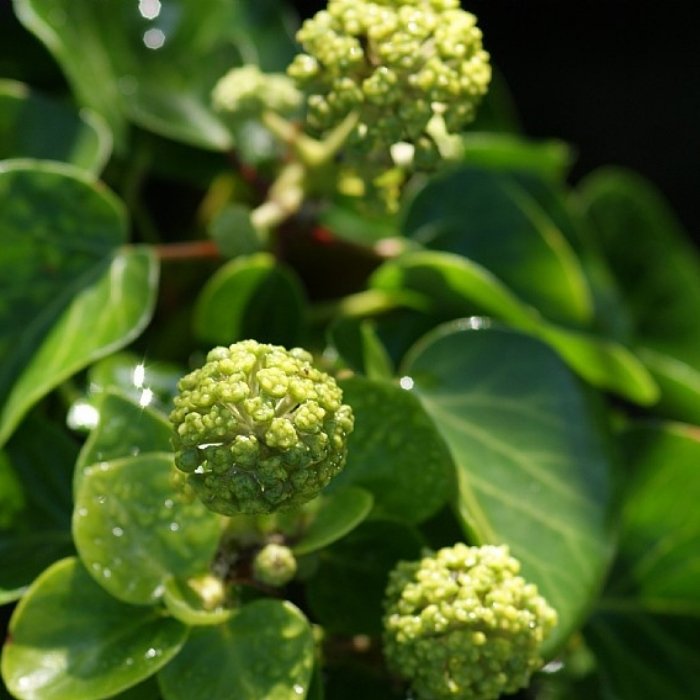 Buskefeu, Hedera h. Arbori Compact