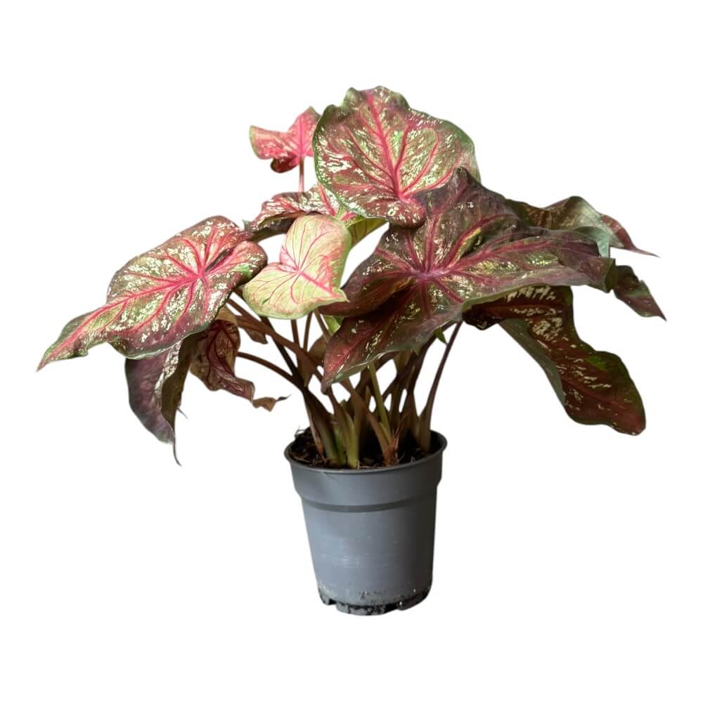 Elefantøre, Caladium bicolor – 12 cm potte – farverige hjerteformede blade