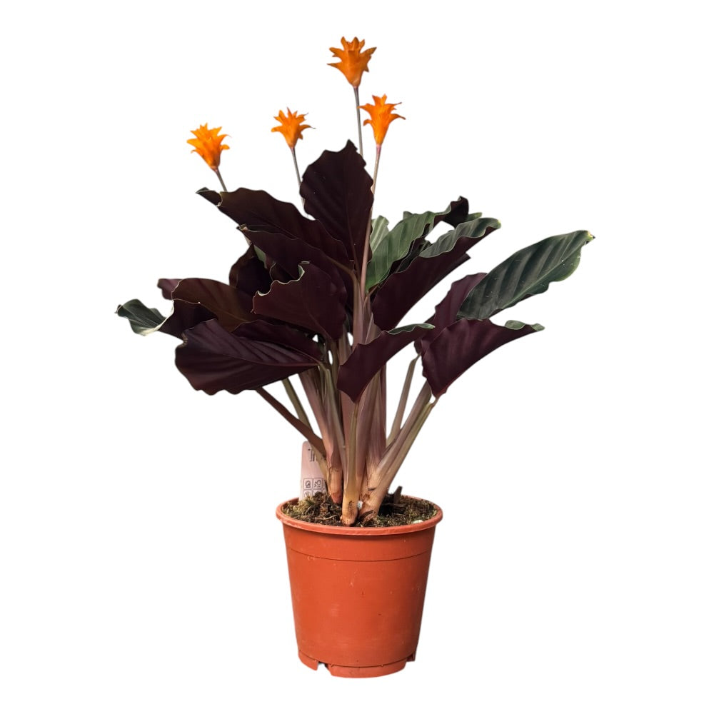 Inkakrone, Calathea Crocata - 14 cm potte