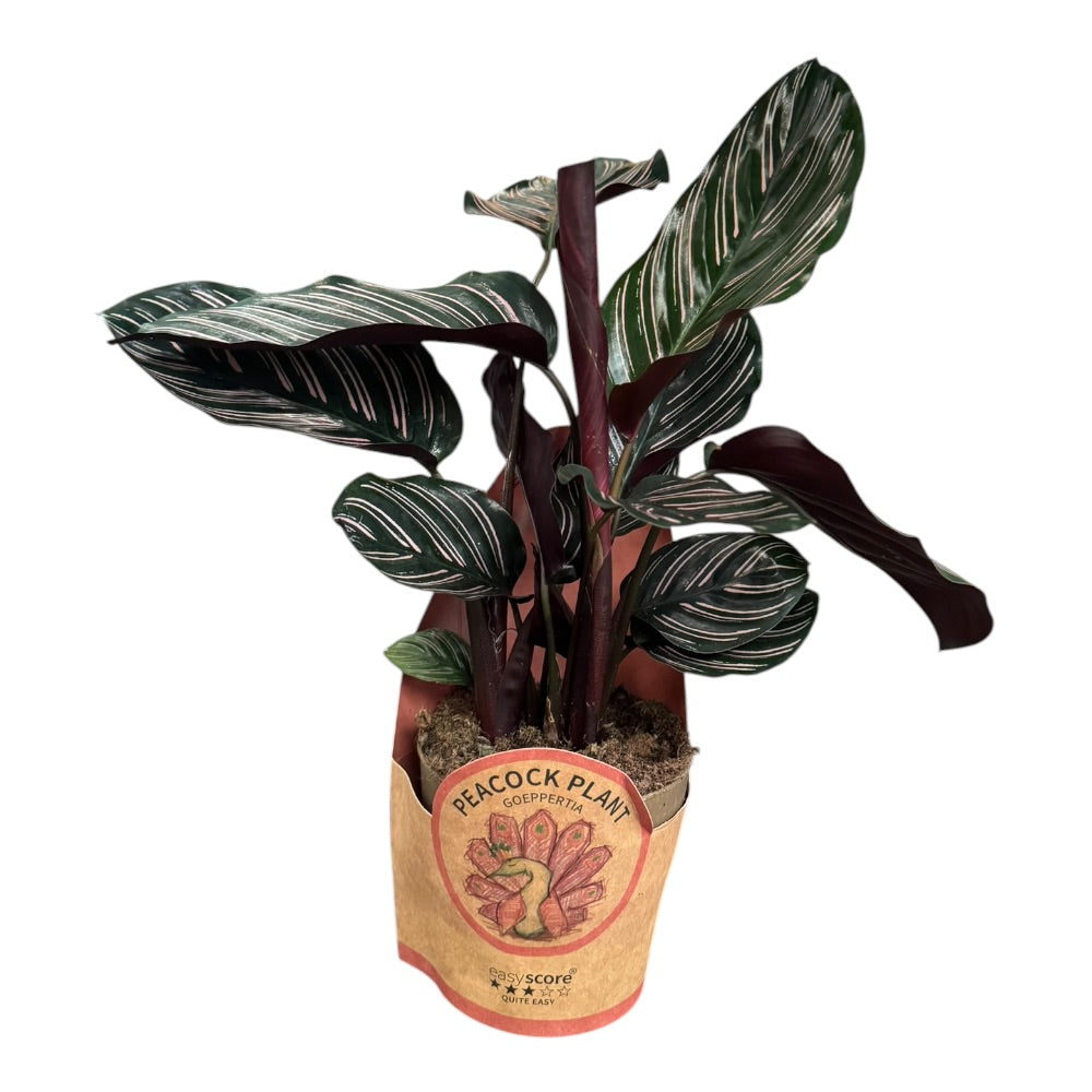 Fiskebensplante, Calathea Sanderiana - 11 cm potte