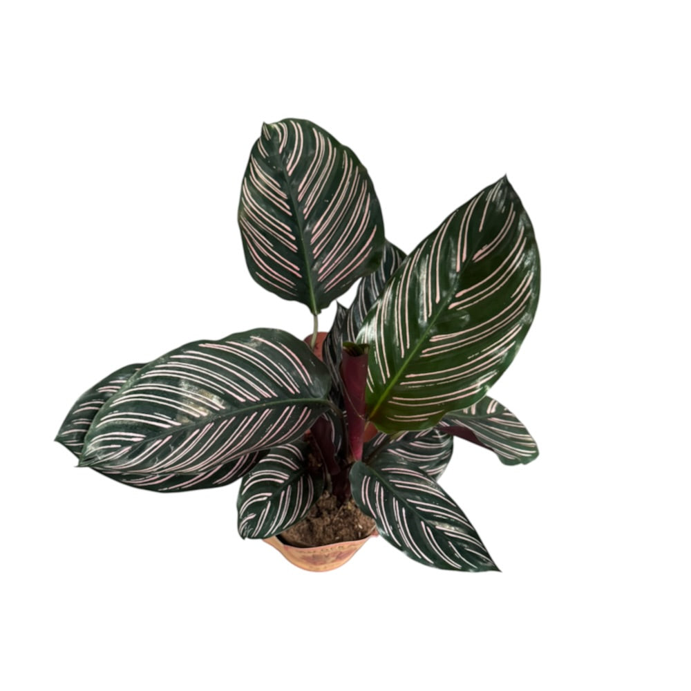 Fiskebensplante, Calathea Sanderiana - 11 cm potte