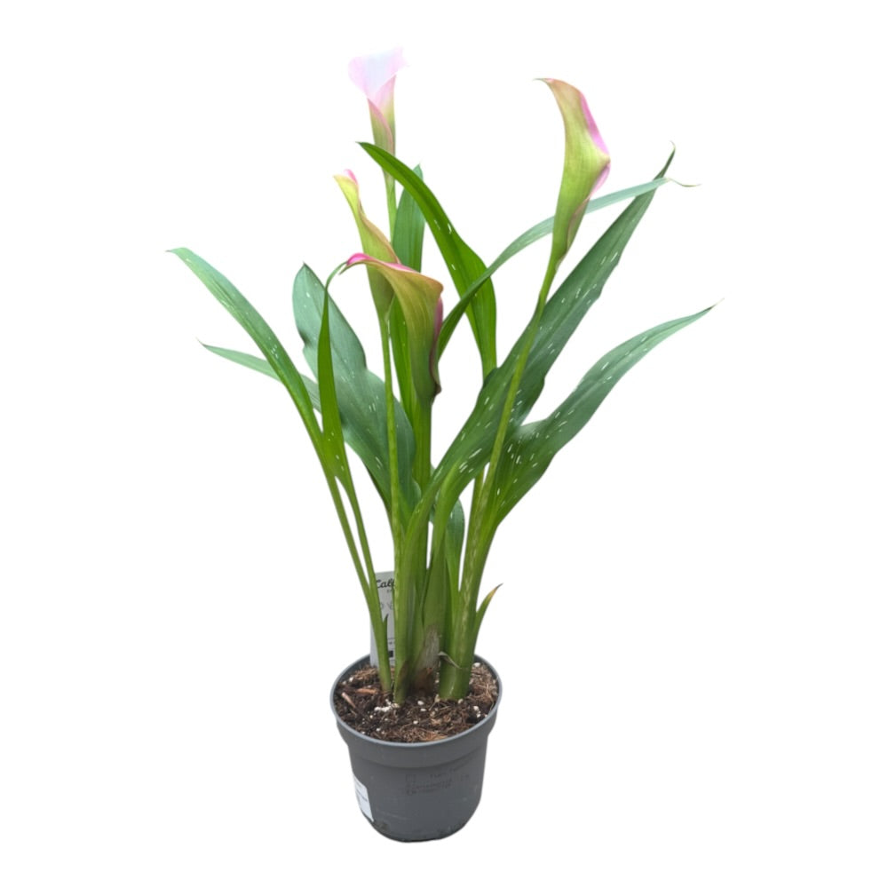 Calla, Zantedeschia 'Garnet Glow'(pink) - 10,5 cm potte