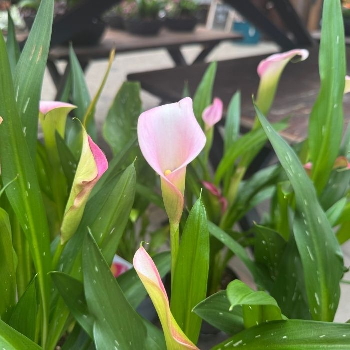 Calla, Zantedeschia 'Garnet Glow'(pink) - 10,5 cm potte