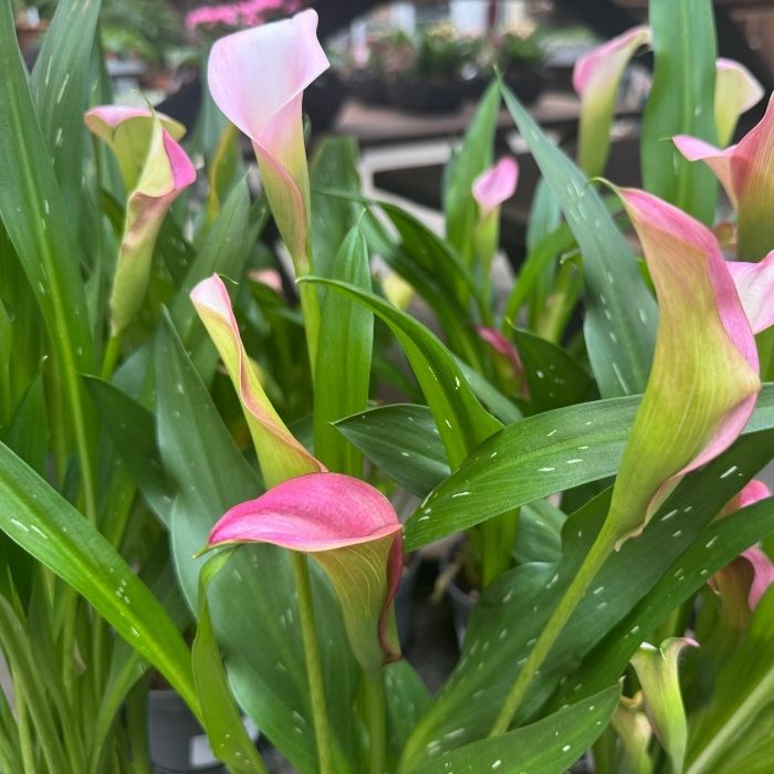 Calla, Zantedeschia 'Garnet Glow'(pink) - 10,5 cm potte