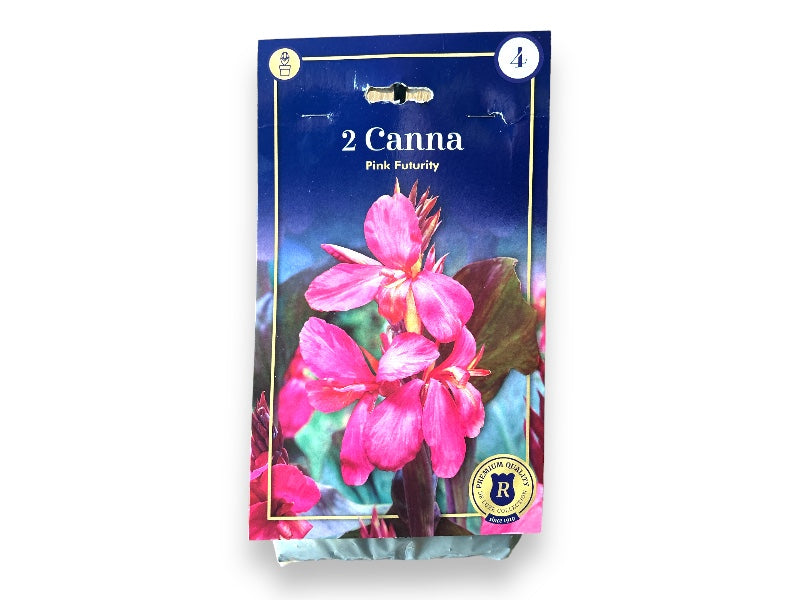 Canna Pink Futurity I plante i potte.