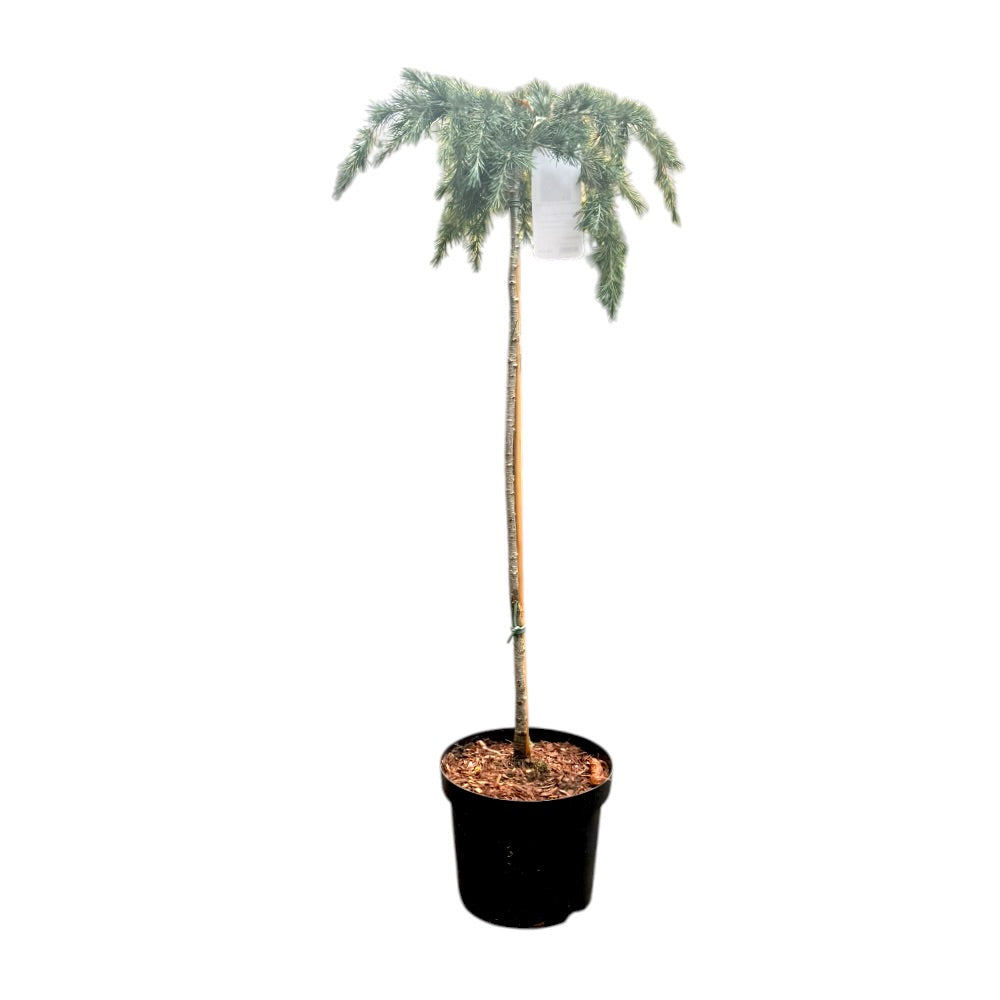 Cedertræ, Cedrus deodora 'Feelin' Blue'