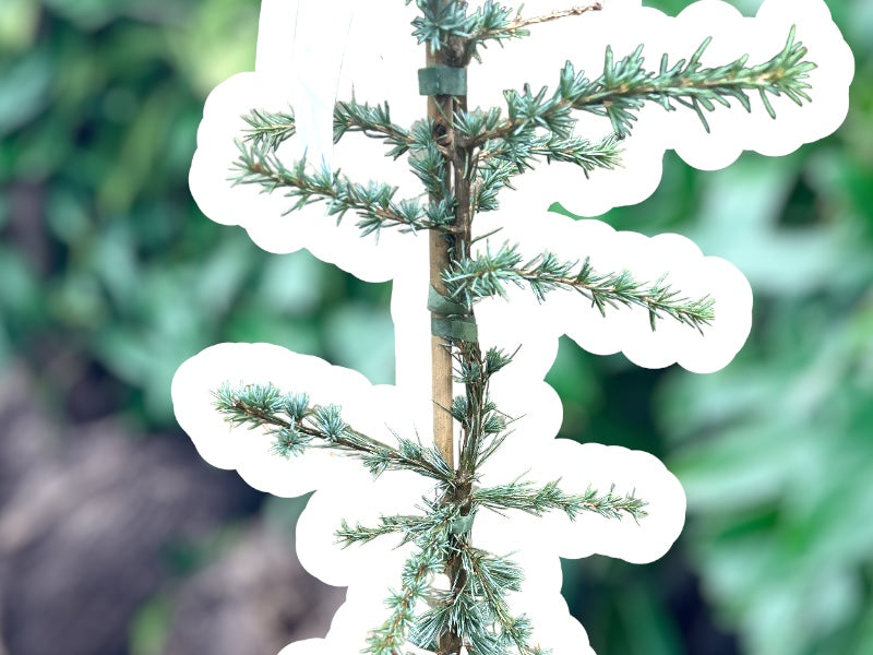 Cedertræ 'Atlantica Glauca' 60-80 cm.