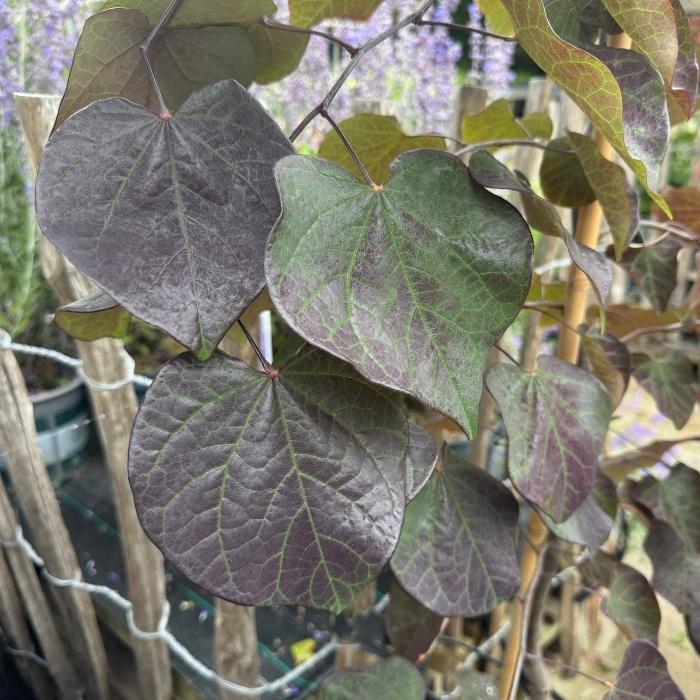 Judastræ, Cercis can. 'Ruby Falls' - 12L potte, h150-175 cm