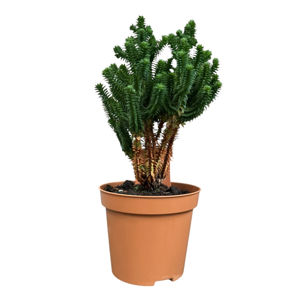 Dværgcypres, Chamaecyparis thyoides 'El Paso'