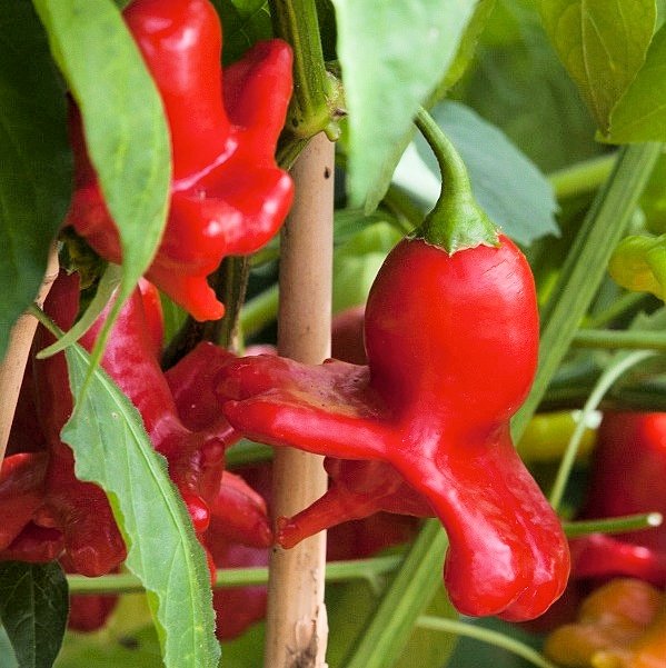 Jamaican Bell peberplante 11,5 cm potte.