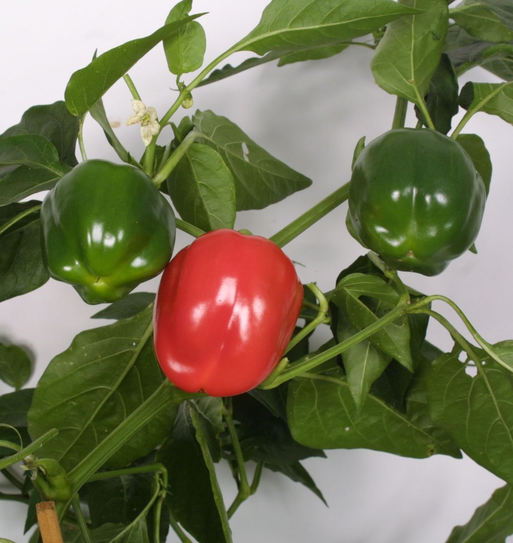 Peber Bendigo 11,5 cm plante i potte.