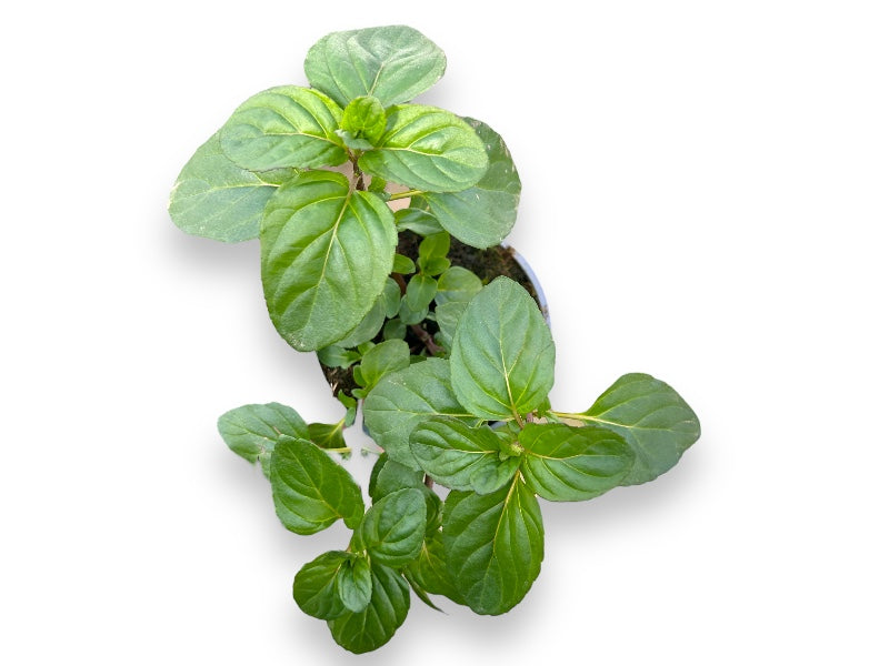 Chokolademynte, Mentha 'Chocolate' i 12 cm potte.