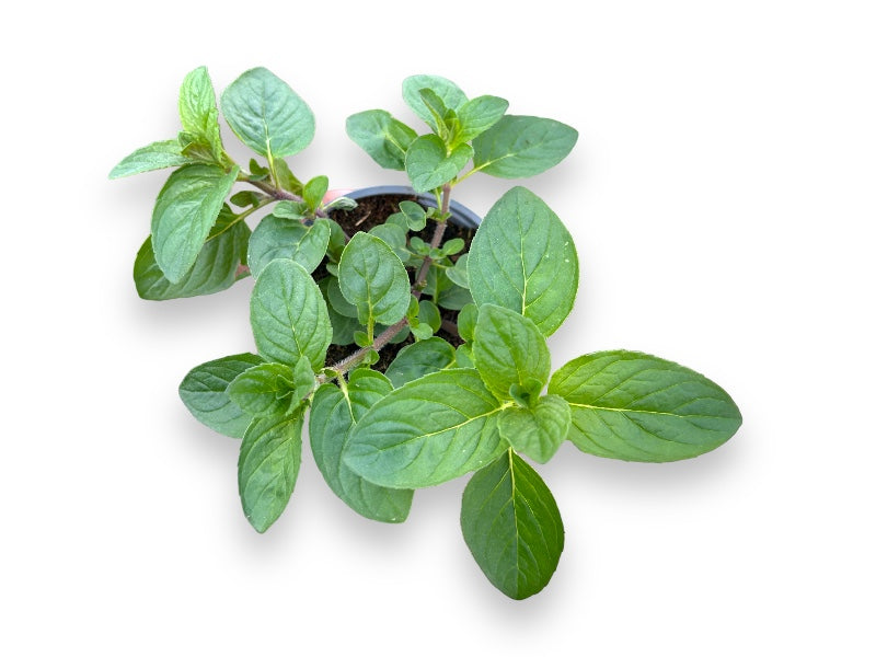 Citrusmynte, Mentha 'Hilarys Sweet Lemon' i 12 cm potte.