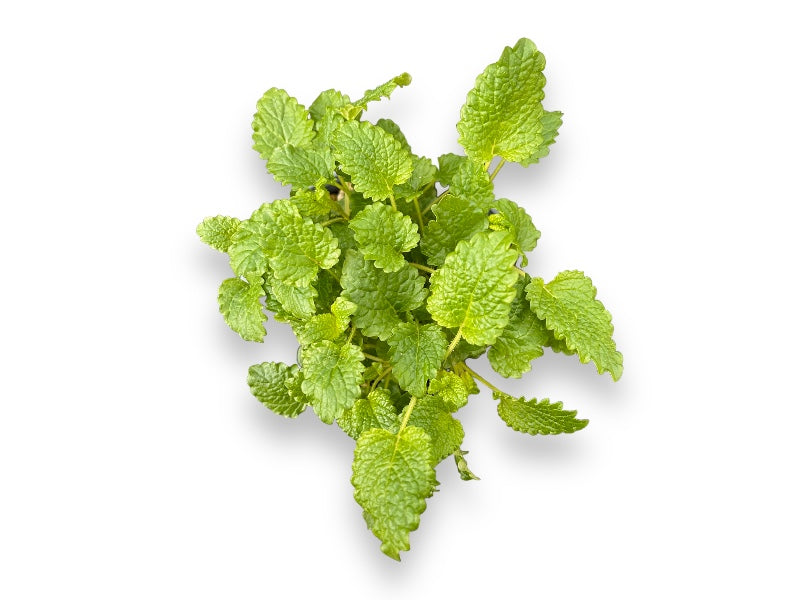 Citronmelisse plante klar til haven, størrelse ukendt.