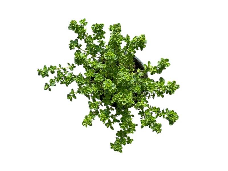 Citrontimian 'Silver Queen' i 12 cm potte.