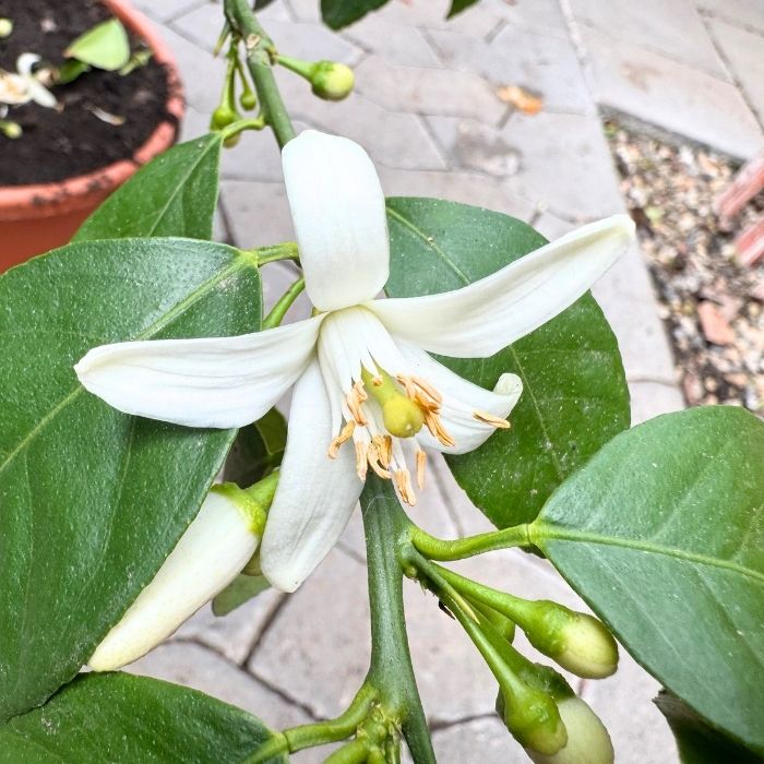 Citrus 20 cm Rød Lime