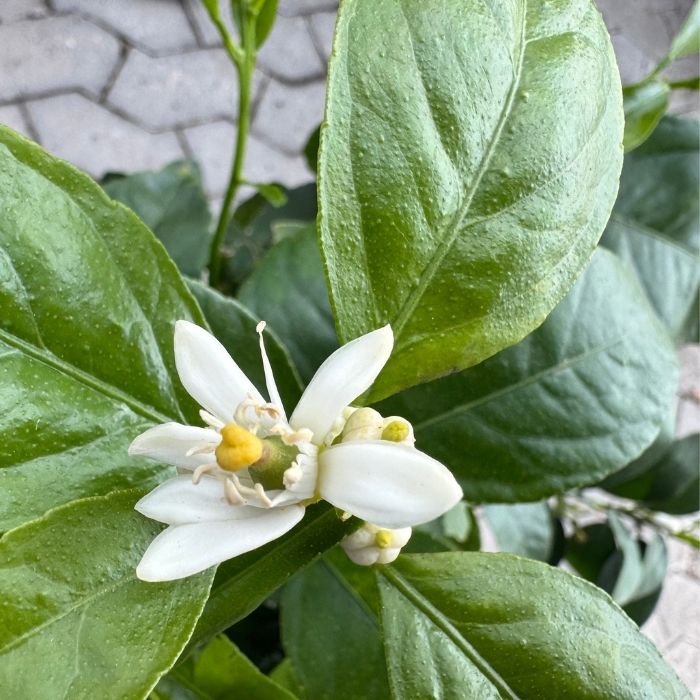 Citrus Lime 20 Cm Potte