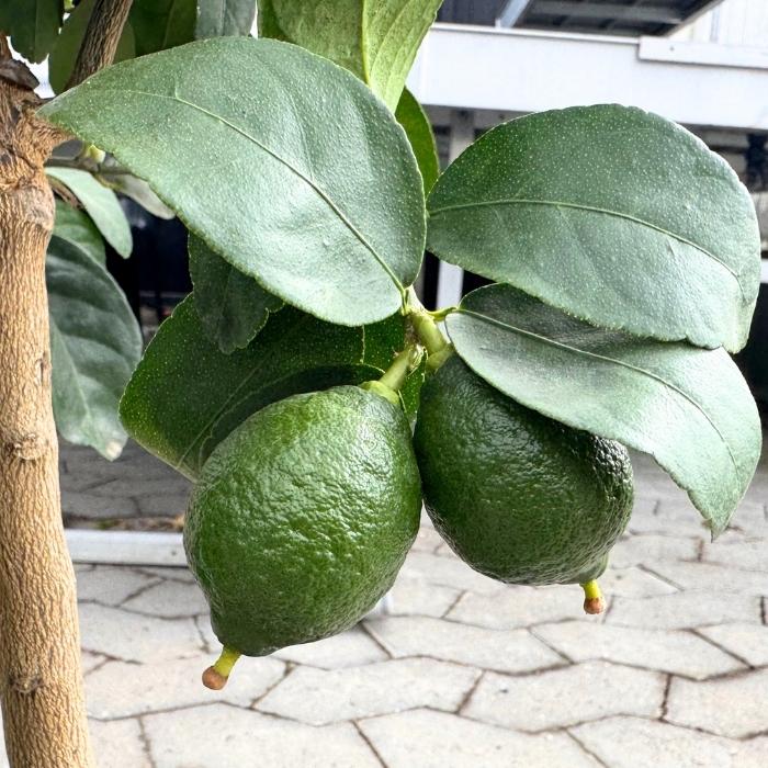 Citrustræ, lime, Citrus Lime - 20 Cm Potte