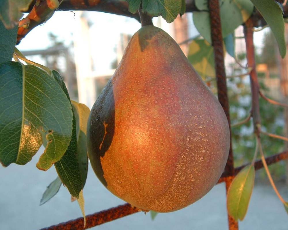 Pæretræ, Pyrus communis 'Clapps Favorite', ideelt til haver og frugthaver.