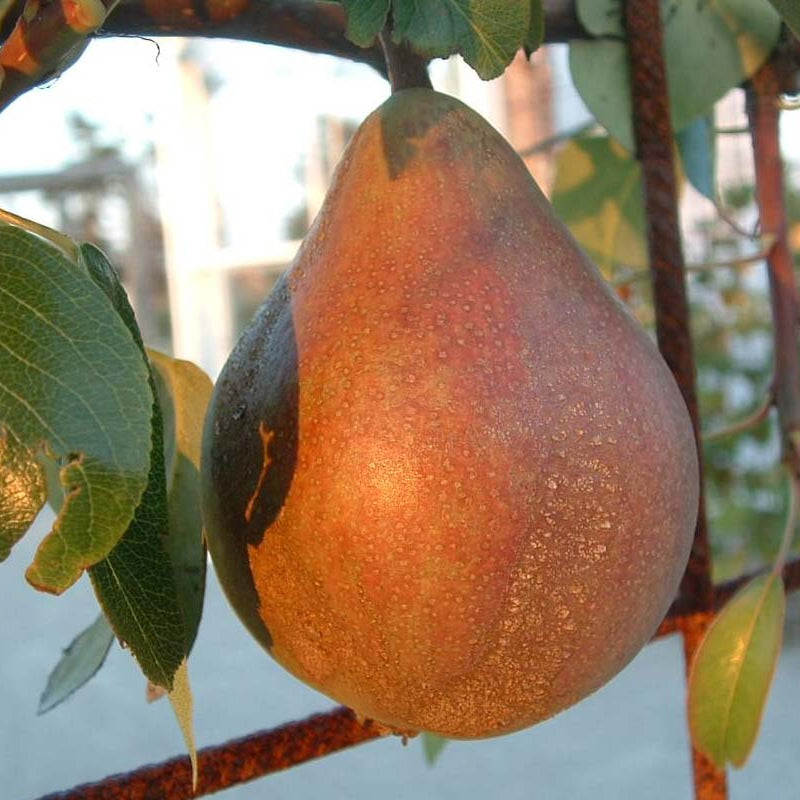 Pæretræ, Pyrus communis 'Clapps Favorite', ideelt til haver og frugthaver.