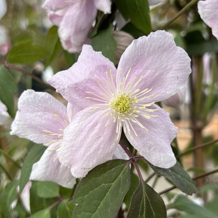 Småblomstrende Klematis, Clematis mont. ´Mayleen´