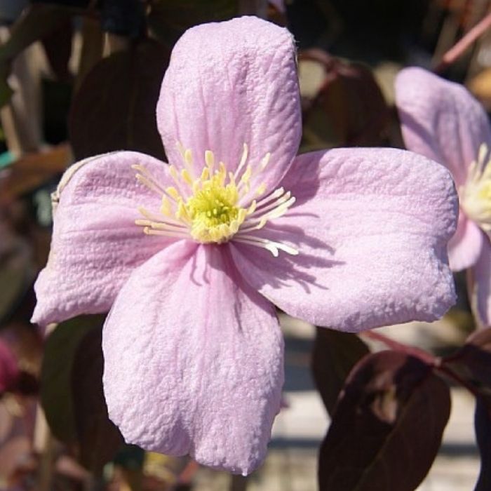 Småblomstrende Klematis, Clematis mont. ´Mayleen´