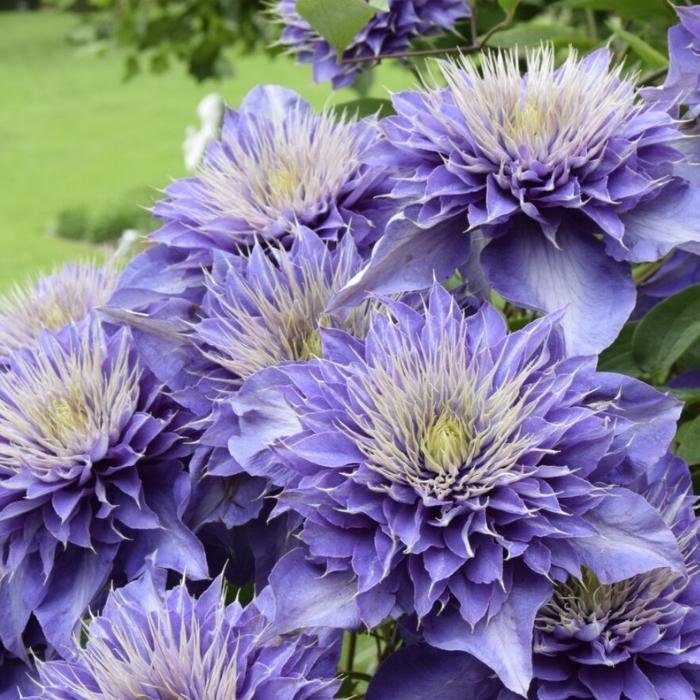 Klematis, Clematis ´Multi Blue´