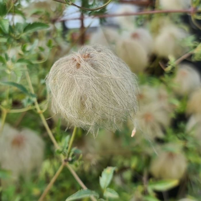 Guldklematis, Clematis tangutica