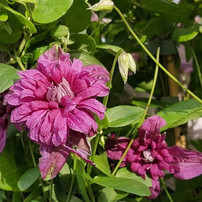 Italiensk skovranke, Clematis viticell.'Purpurea Plena Elegans'