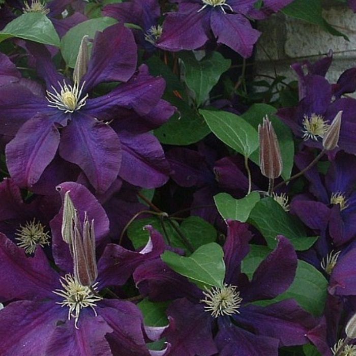 Klematis, Clematis 'Warszawska Nike' - 2l potte - 40-60cm høj